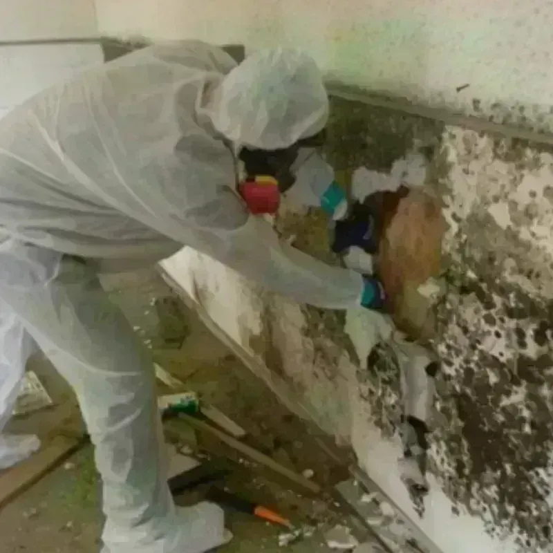 Mold Remediation and Removal in Redway, CA